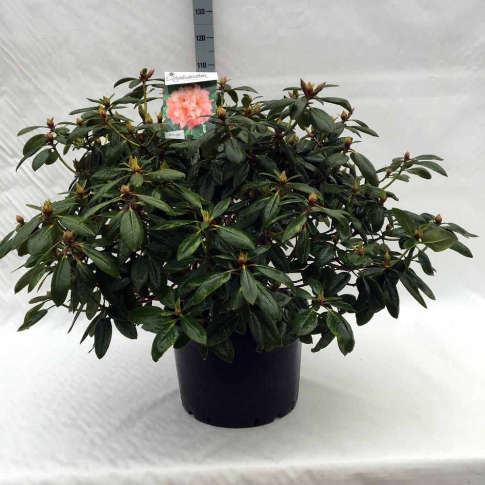 Rhododendron ‘Virginia Richards’