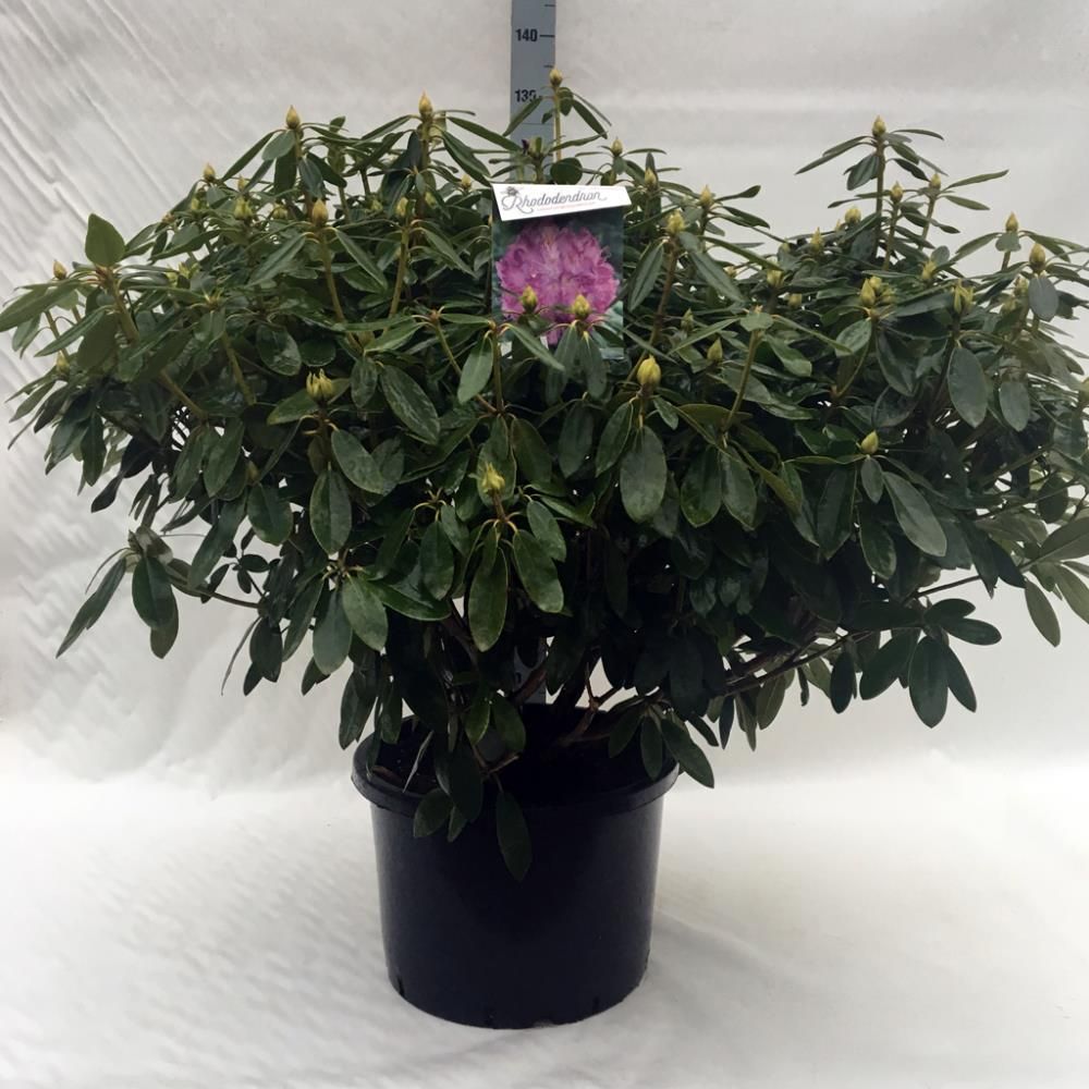 Rhododendron ‘Catawbiense Grandiflorum’