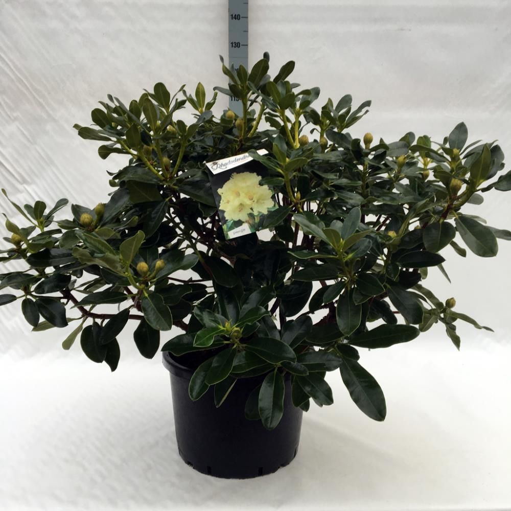 Rhododendron ‘Horizon Monarch’