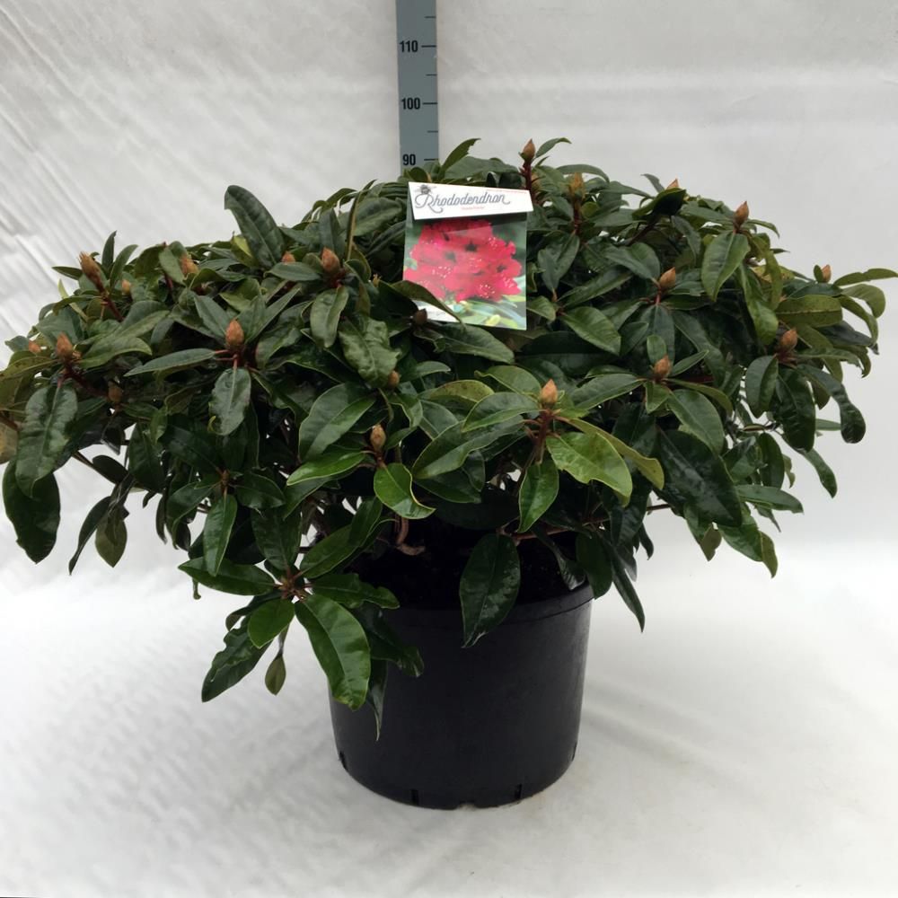 Rhododendron ‘Marie Forte’