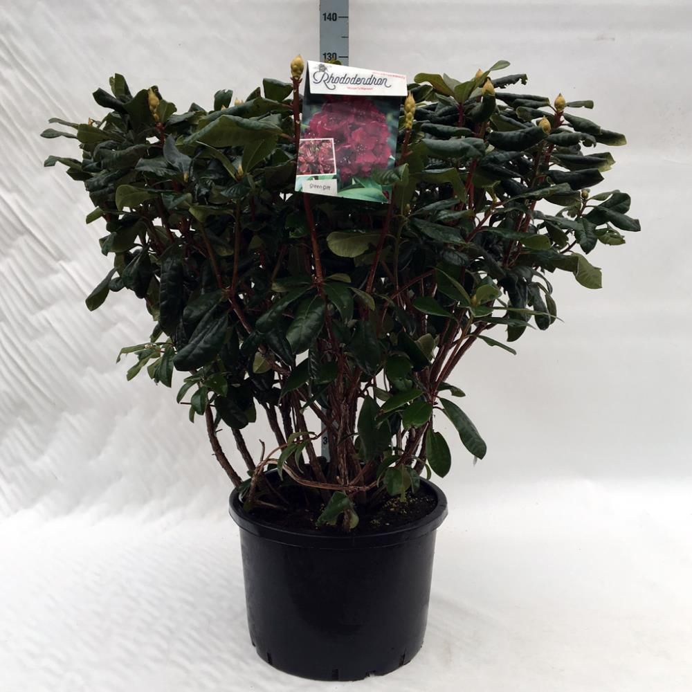 Rhododendron ‘Mosers Maroon’