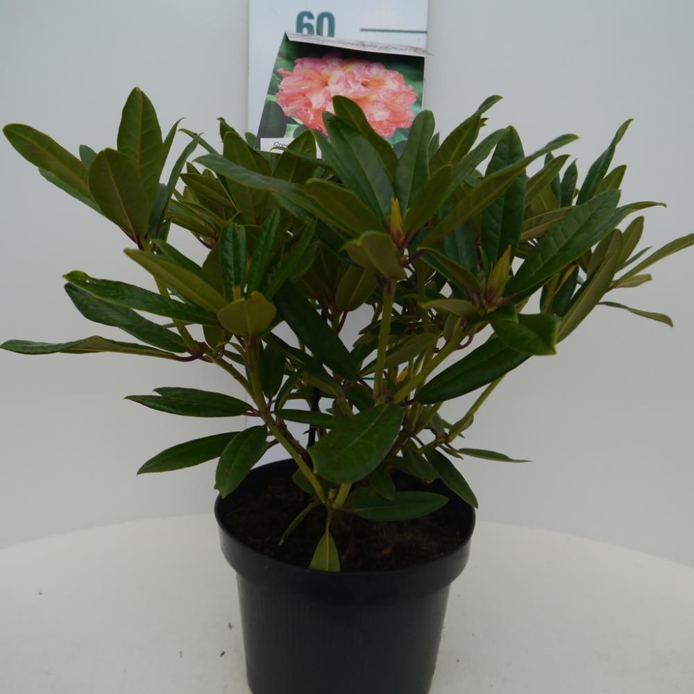 Rhododendron 'Tortoiseshell Orange'