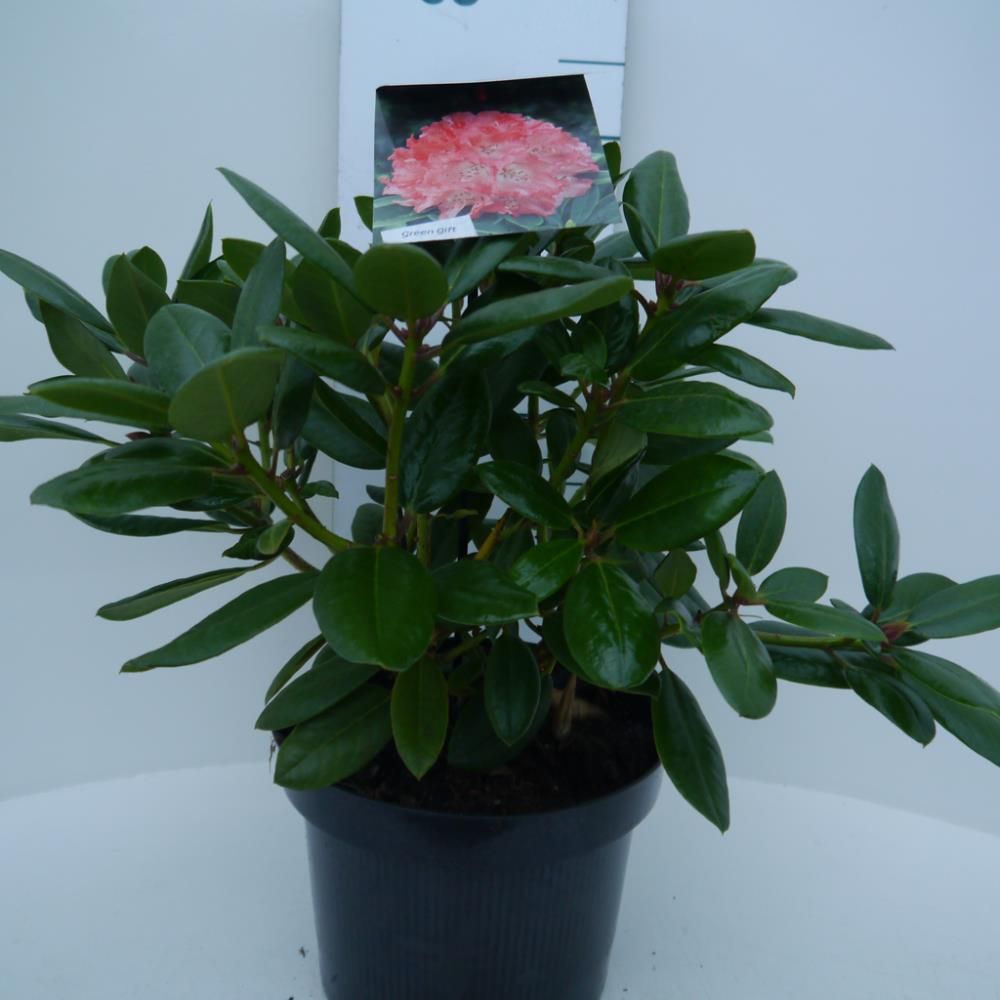 Rhododendron ‘Virginia Richards’