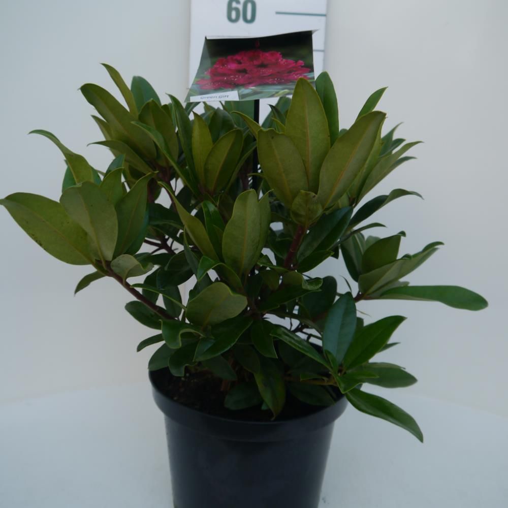 Rhododendron ‘Marie Forte’