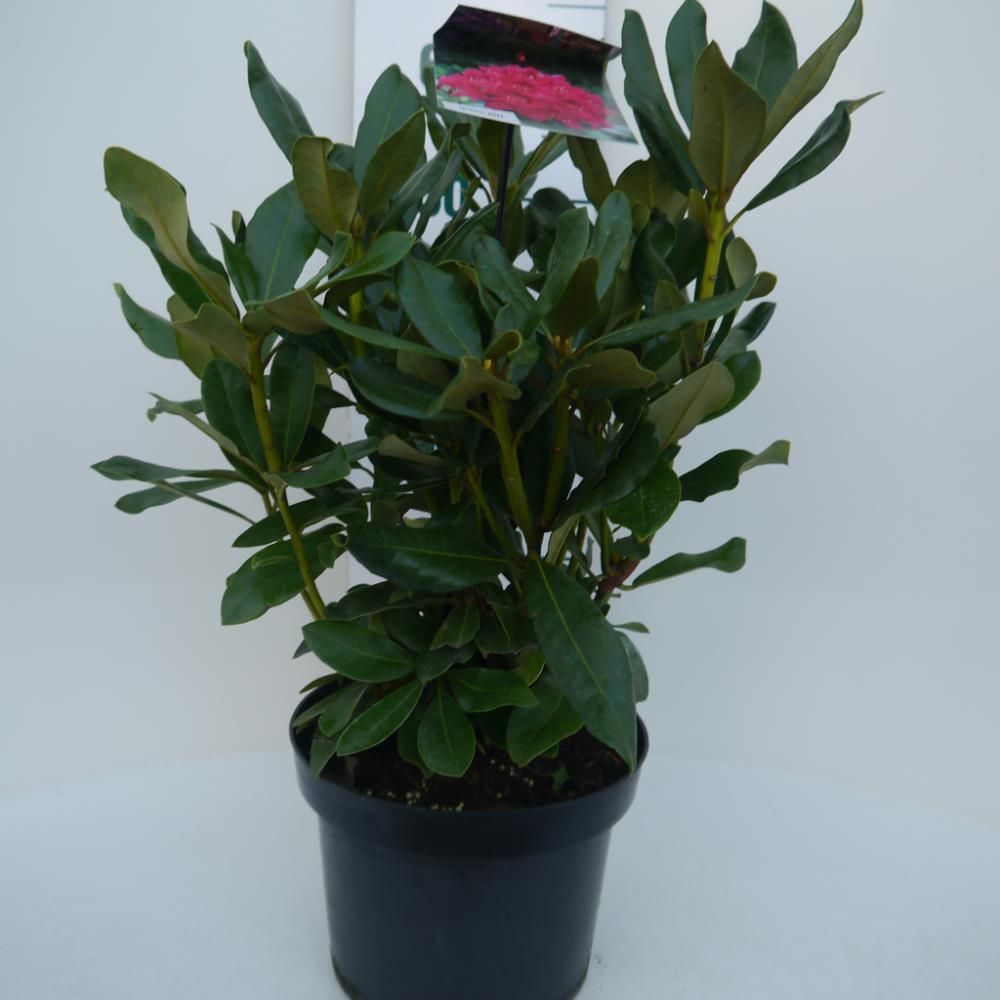 Rhododendron ‘Nova Zembla’