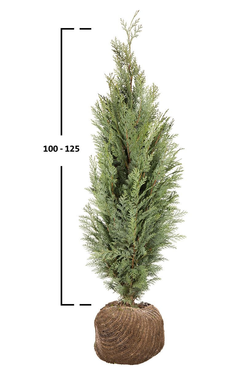 Blaue Scheinzypresse