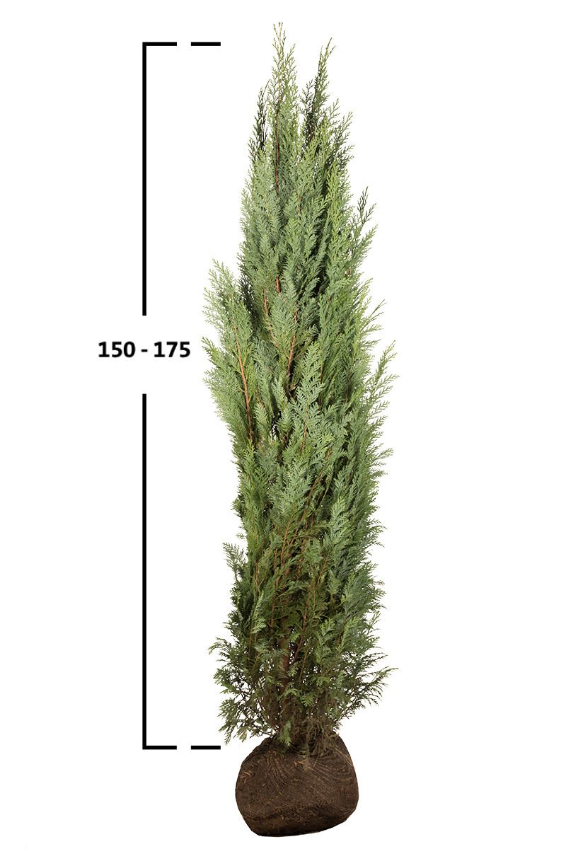 Blaue Scheinzypresse