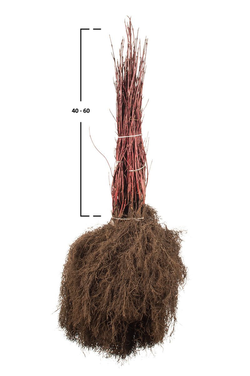 Weißbunter Hartriegel 'Elegantissima'