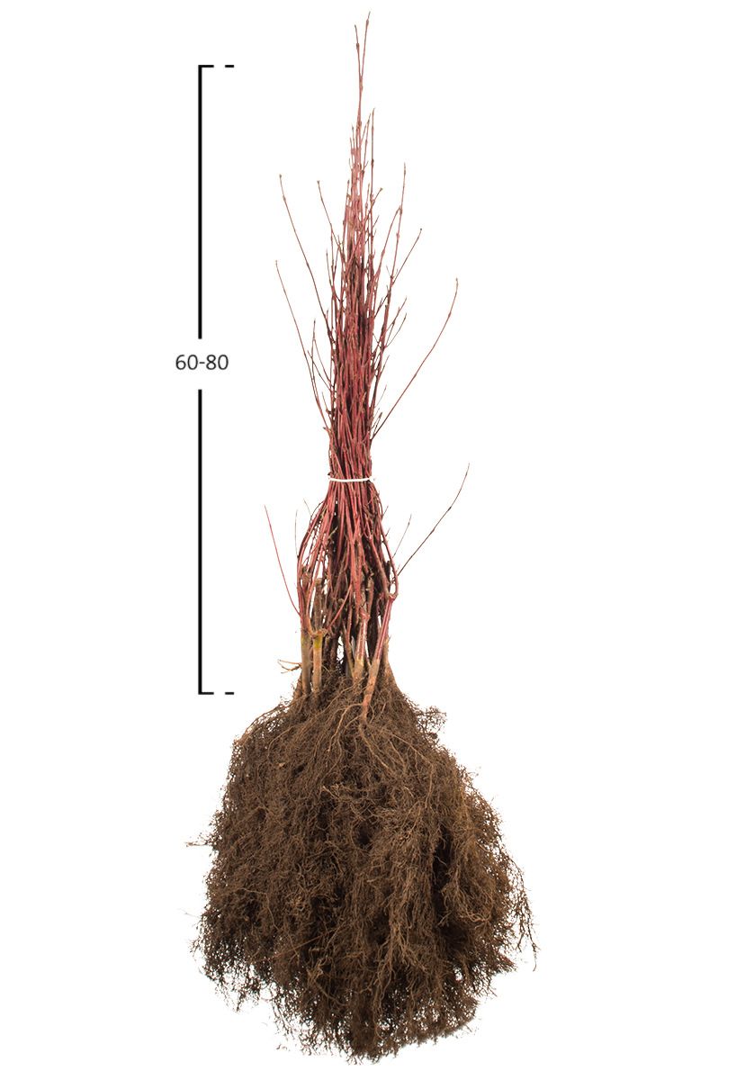 Weißbunter Hartriegel 'Elegantissima'