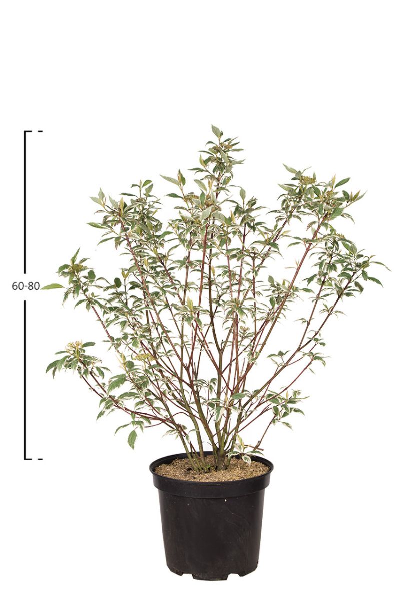 Weißbunter Hartriegel 'Elegantissima'