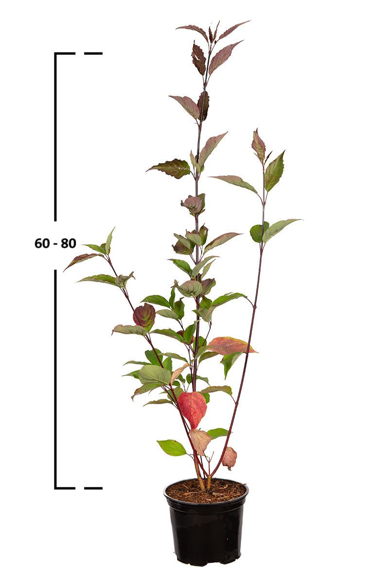Schwarzholz-Hartriegel