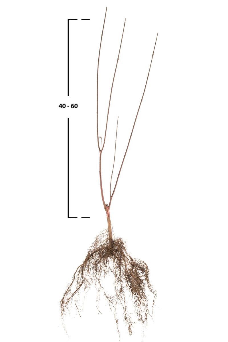 Schwarzholz-Hartriegel