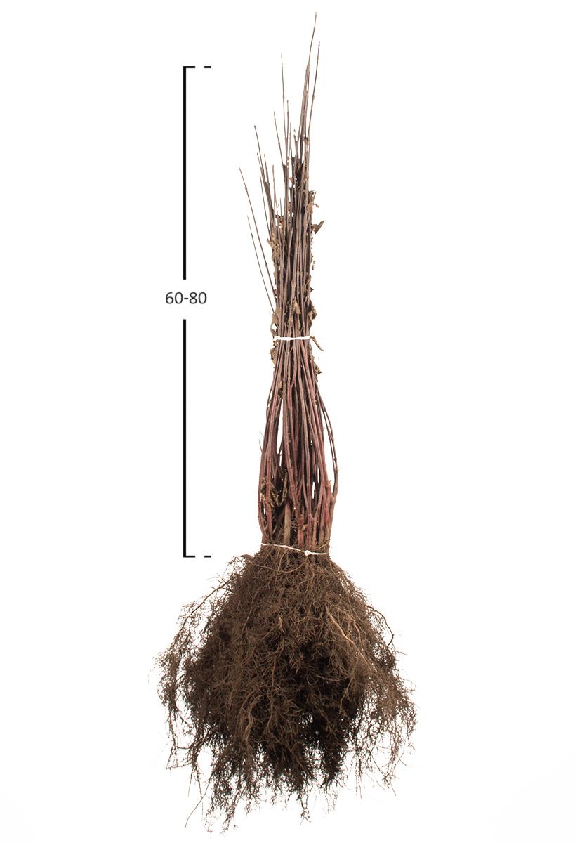 Schwarzholz-Hartriegel