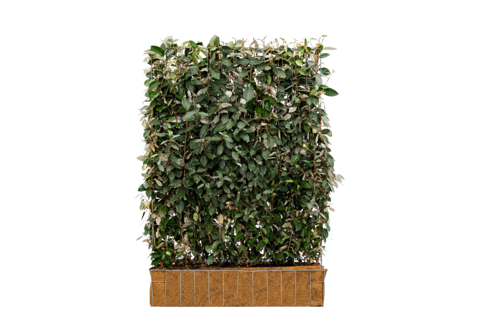 Wintergrüne Ölweide Fertighecke