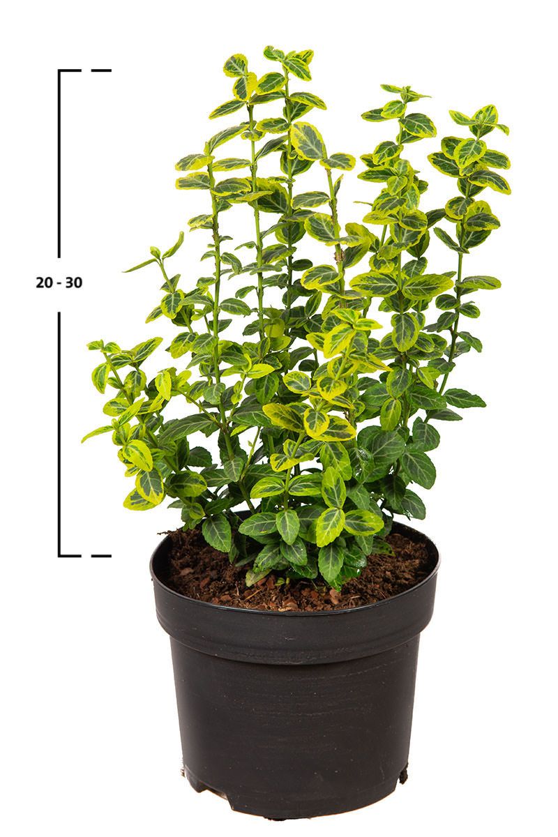 Pfaffenhütchen 'Emerald ’n Gold'