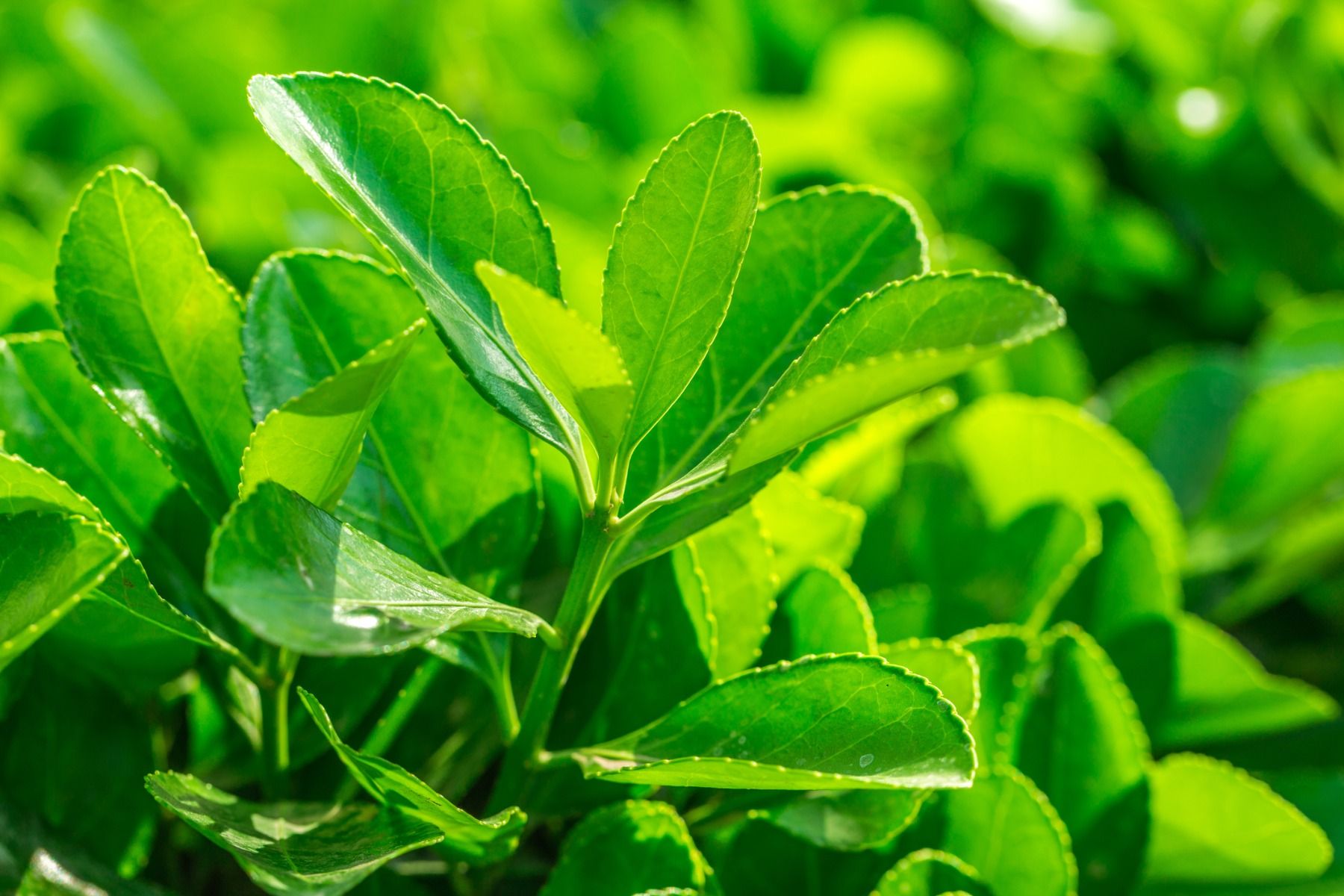 Pfaffenhütchen 'Vegetus'