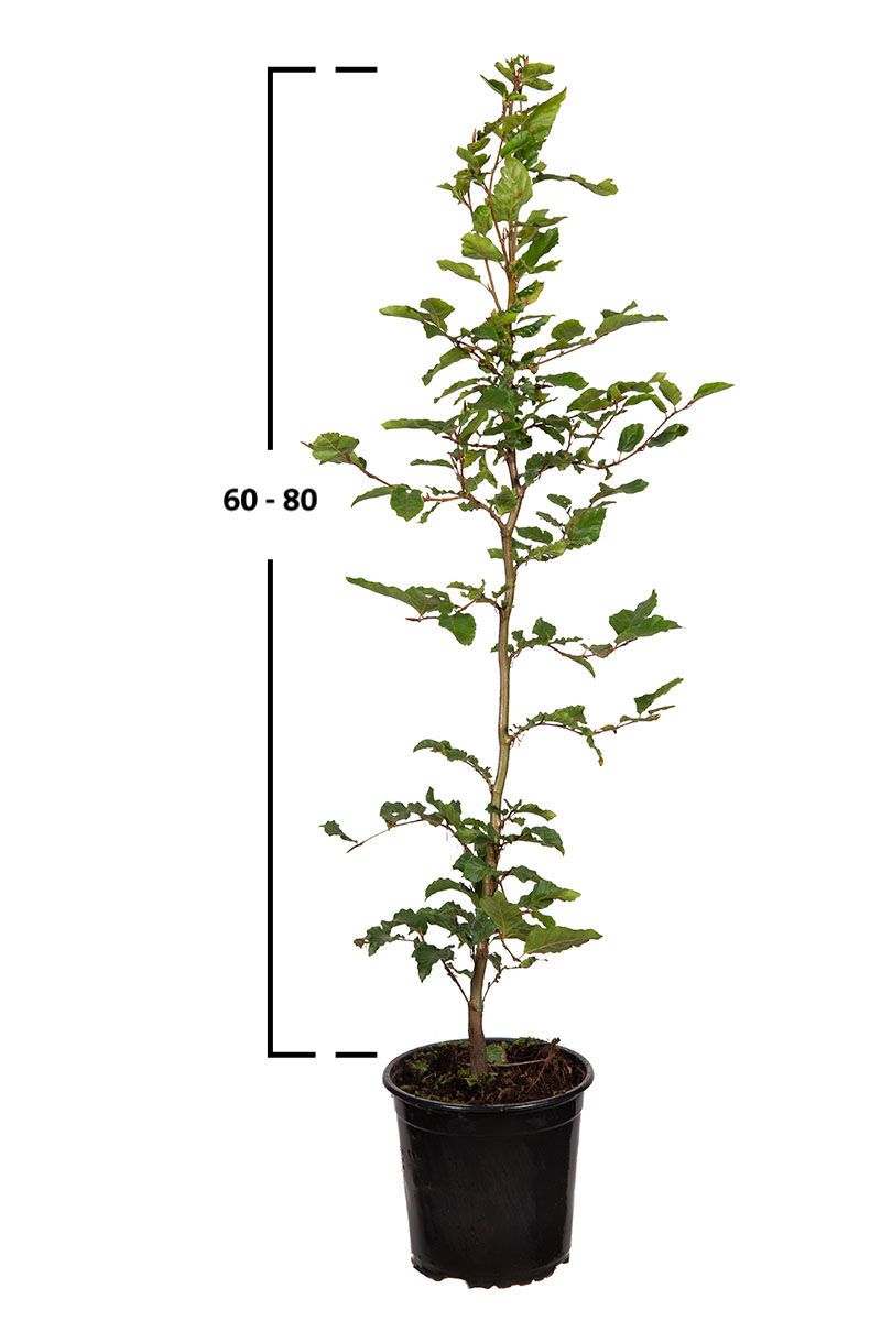 Rotbuche, Gemeine Buche (Fagus sylvatica)