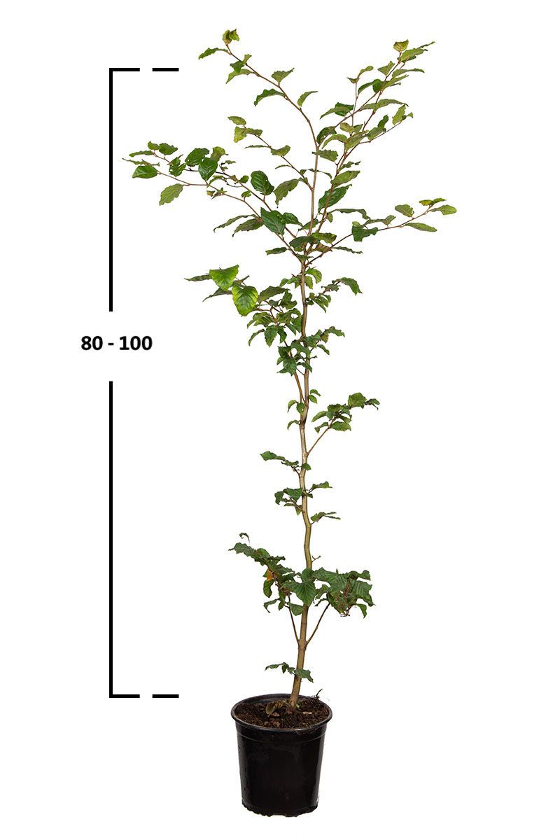 Rotbuche, Gemeine Buche (Fagus sylvatica)