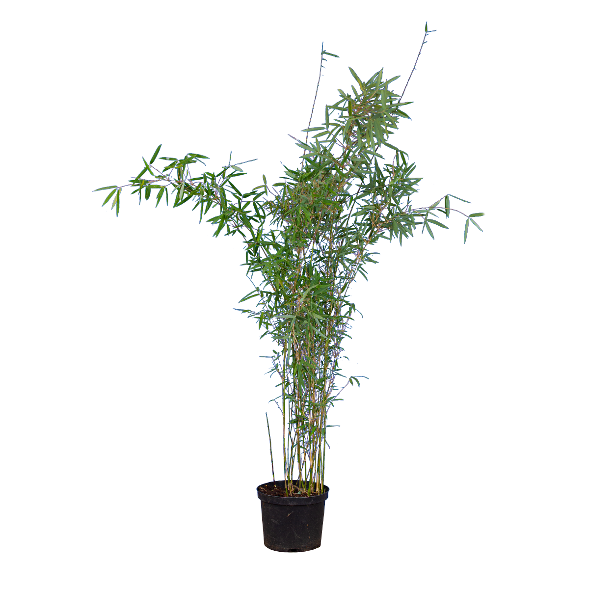 Fargesia nitida 'Great Wall'