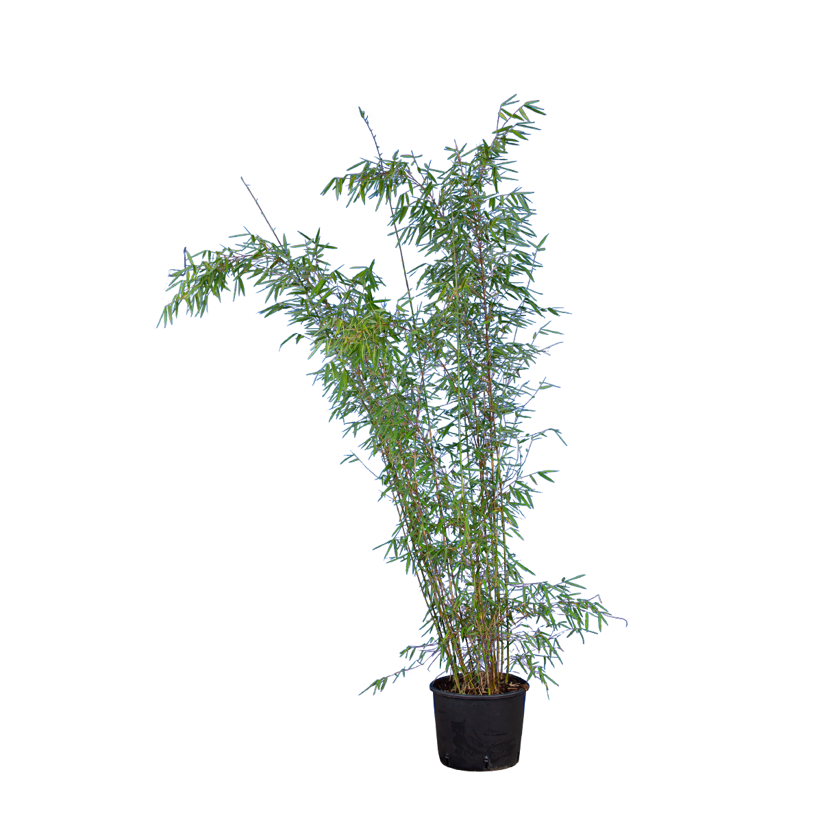 Fargesia nitida 'Great Wall'