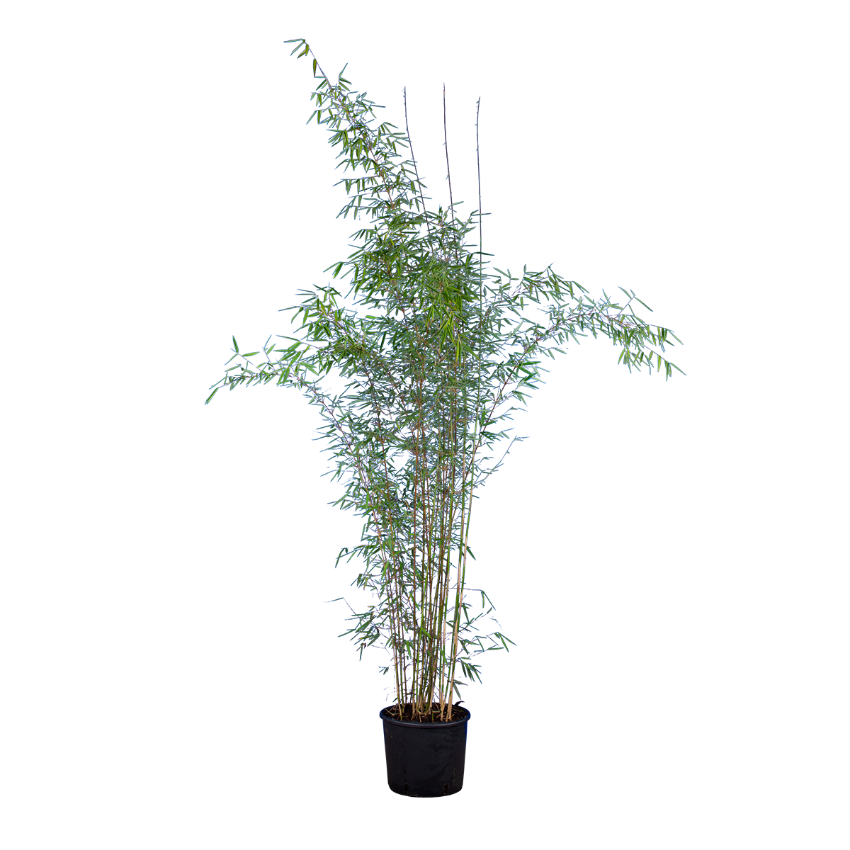 Fargesia nitida 'Great Wall'