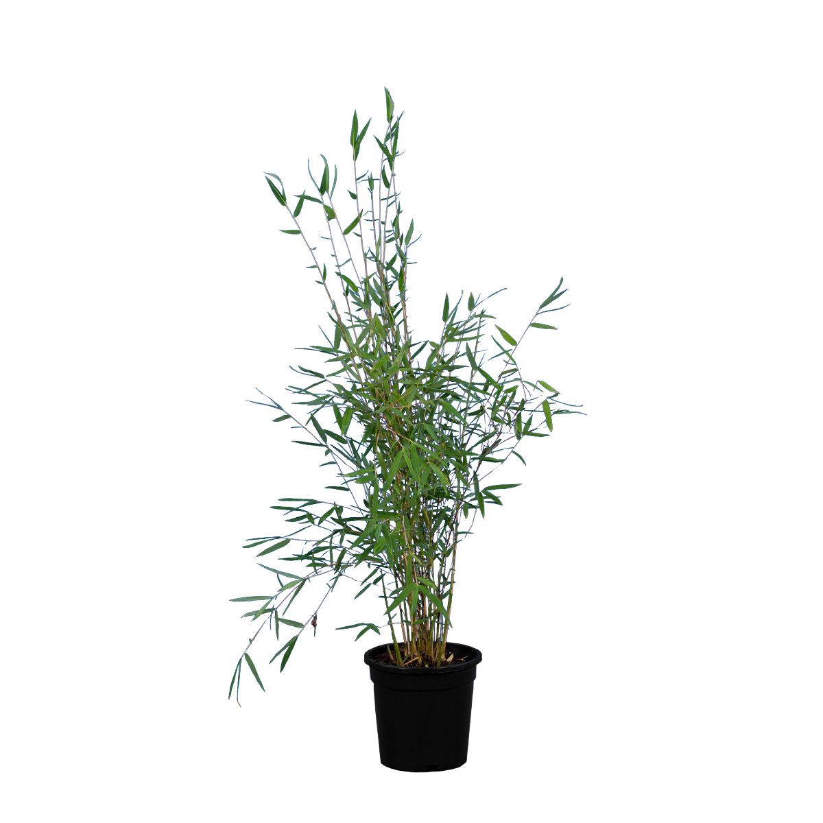 Fargesia nitida 'Great Wall'