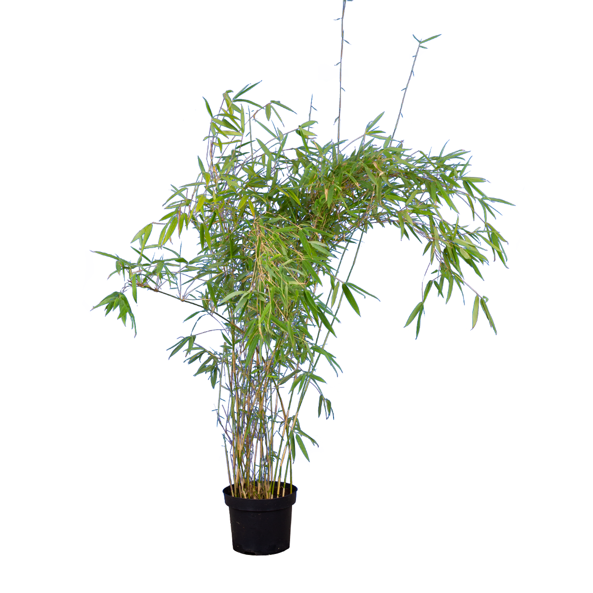 Bambus Fargesia 'Simba' 