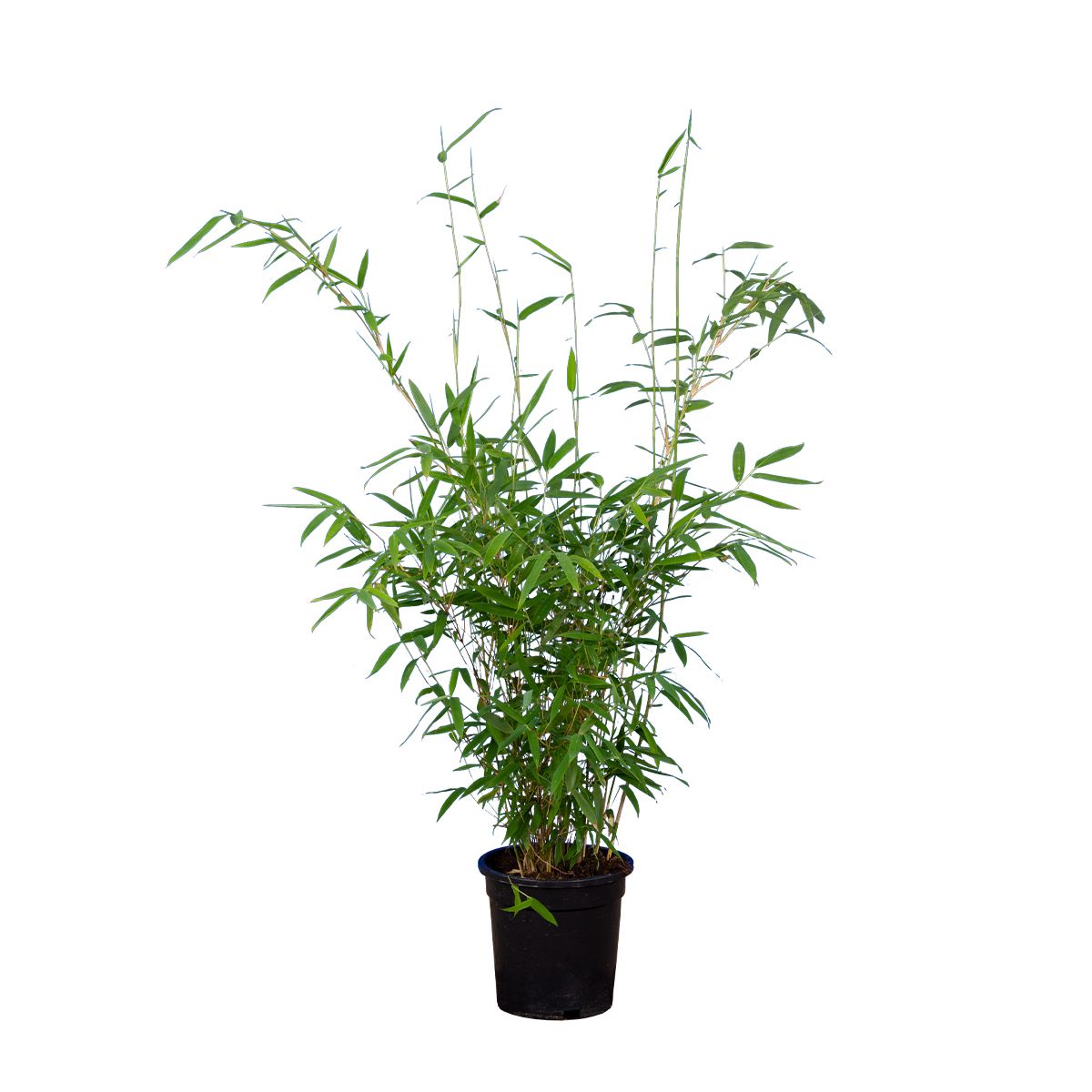 Bambus Fargesia 'Simba' 