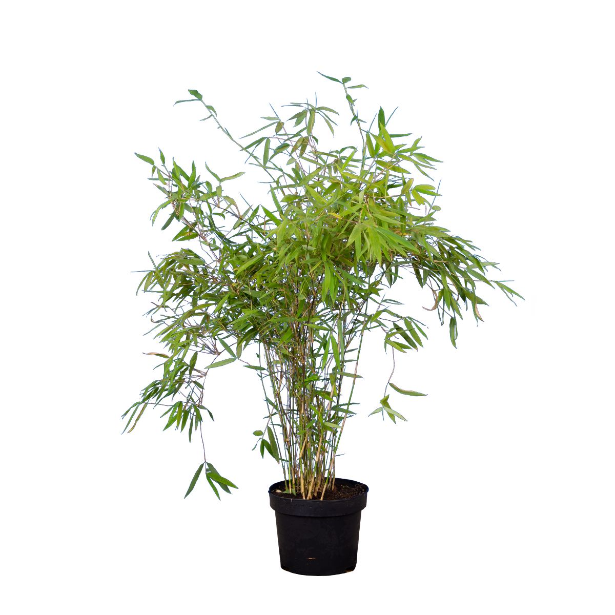 Bambus Fargesia 'Simba' 