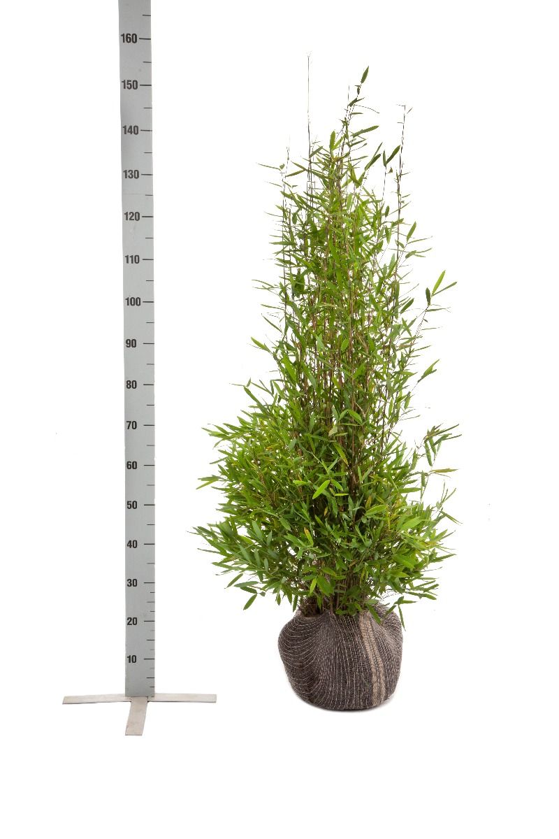 Fontänenbambus /Schirmbambus