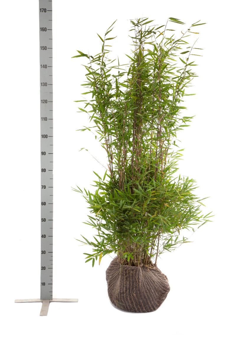 Fontänenbambus /Schirmbambus