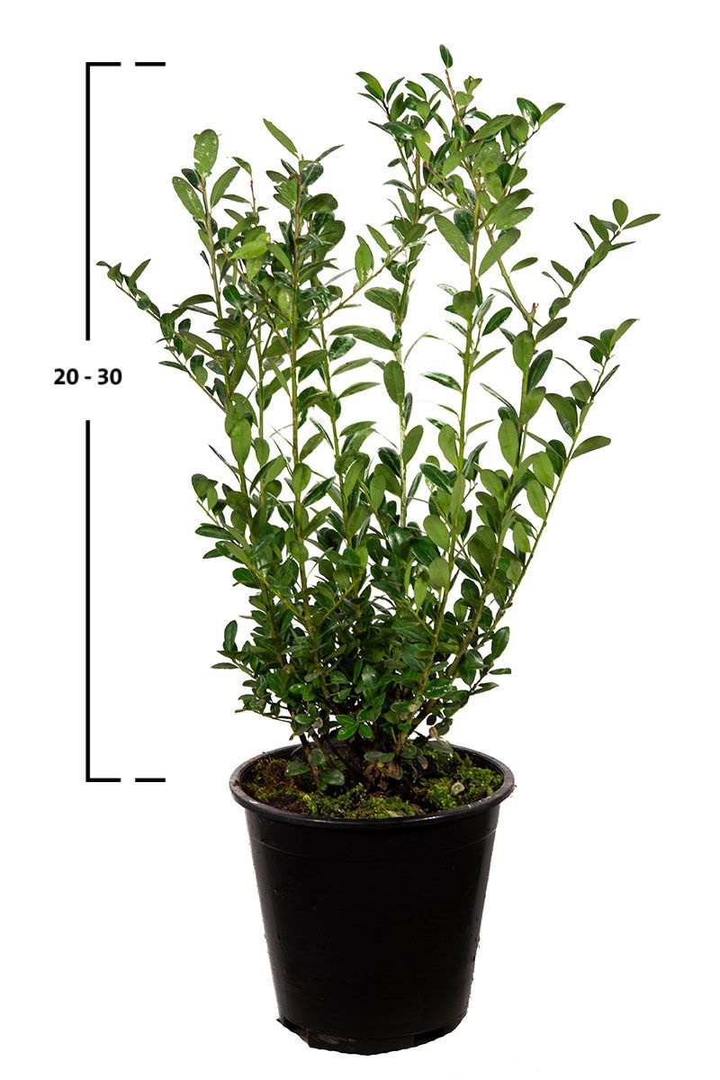 Japanische Stechpalme Caroline Upright ®