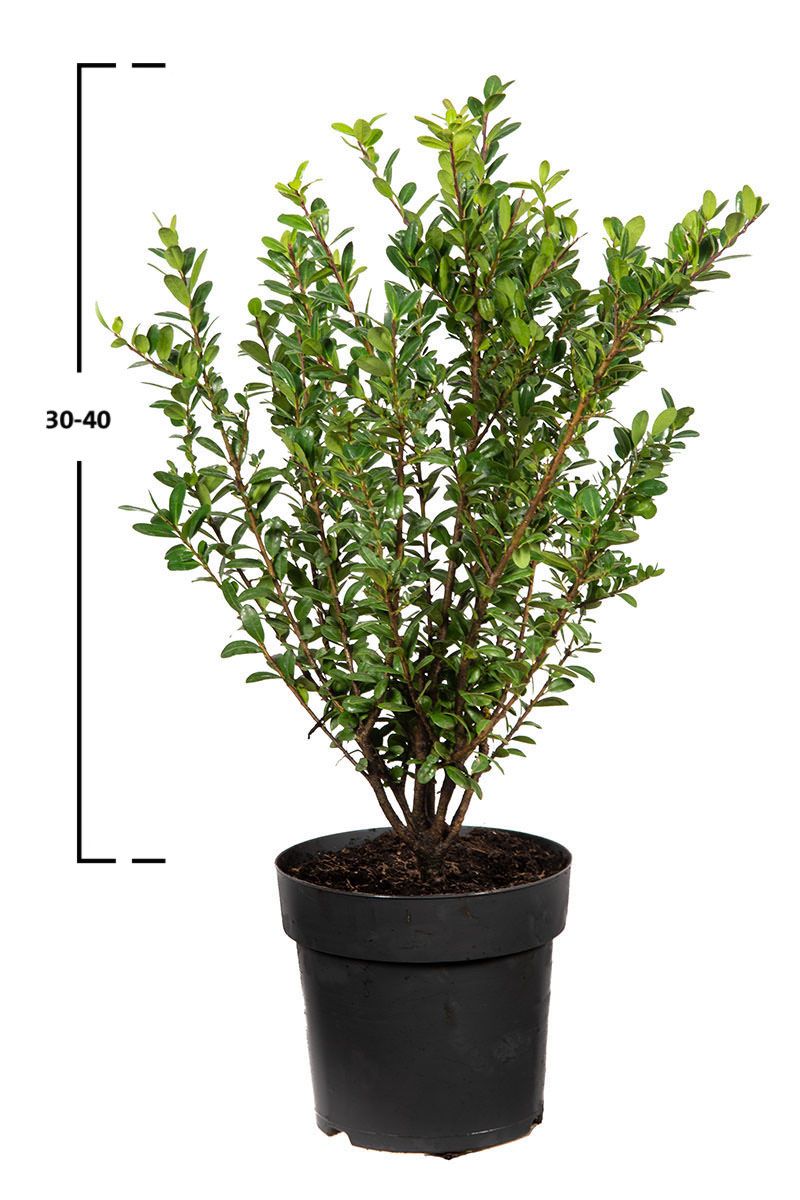 Japanische Stechpalme Caroline Upright ®