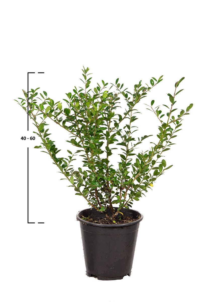 Japanische Stechpalme Caroline Upright ®