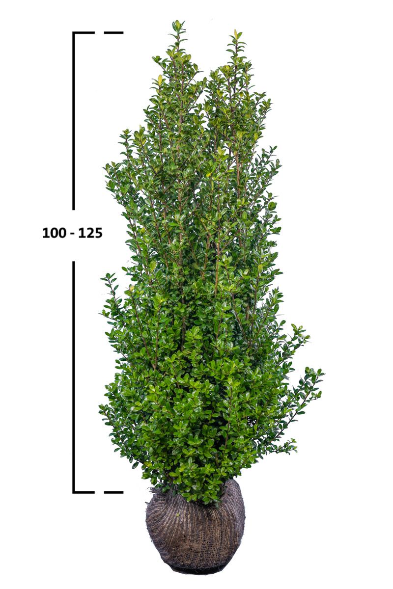 Japanische Stechpalme Caroline Upright ®