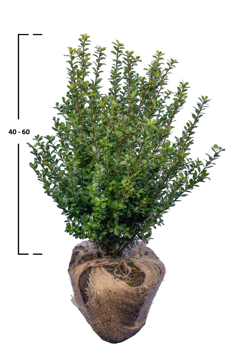 Japanische Stechpalme Caroline Upright ®