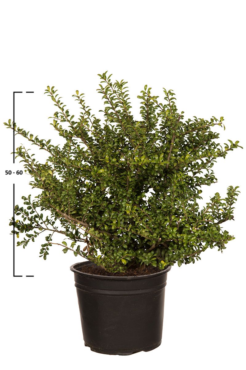 Japanische Stechpalme Convexa