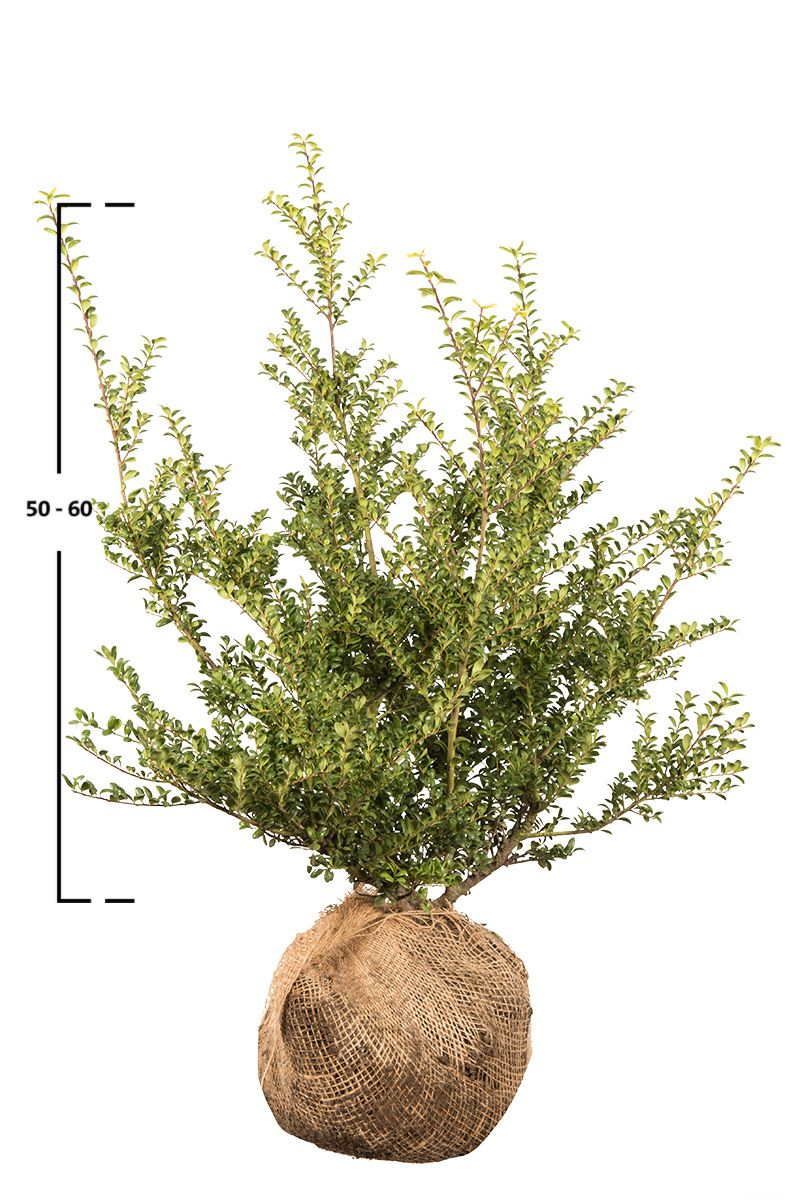 Japanische Stechpalme Convexa