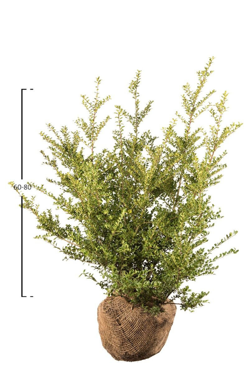 Japanische Stechpalme Convexa