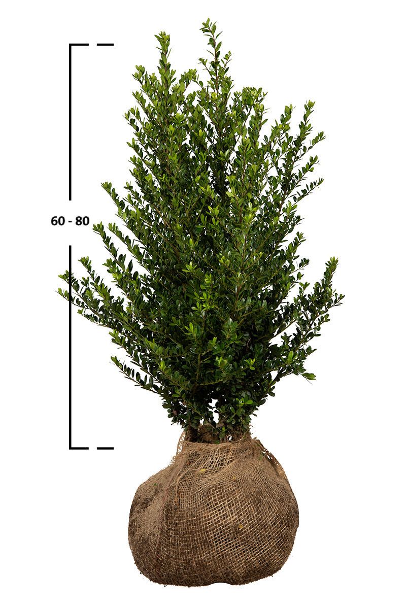 Japanische Stechpalme Dark Green®