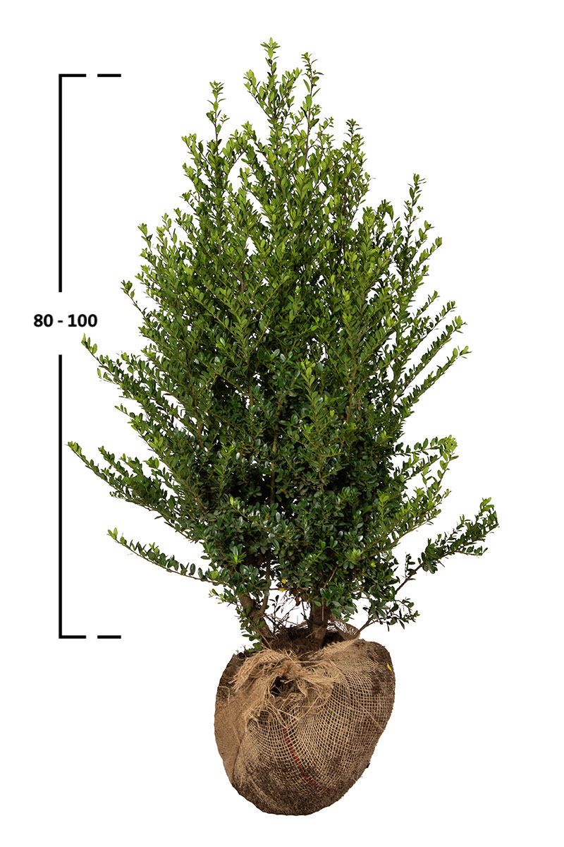 Japanische Stechpalme Dark Green®