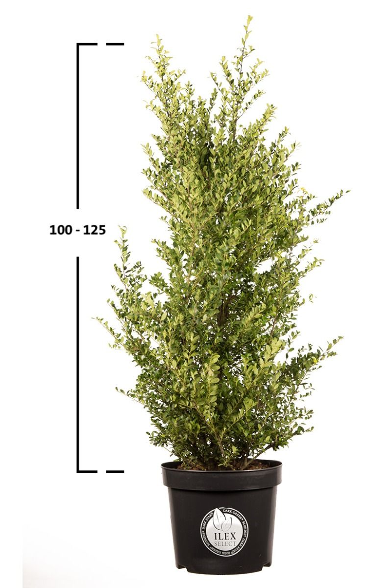 Japanische Stechpalme Dark Green®