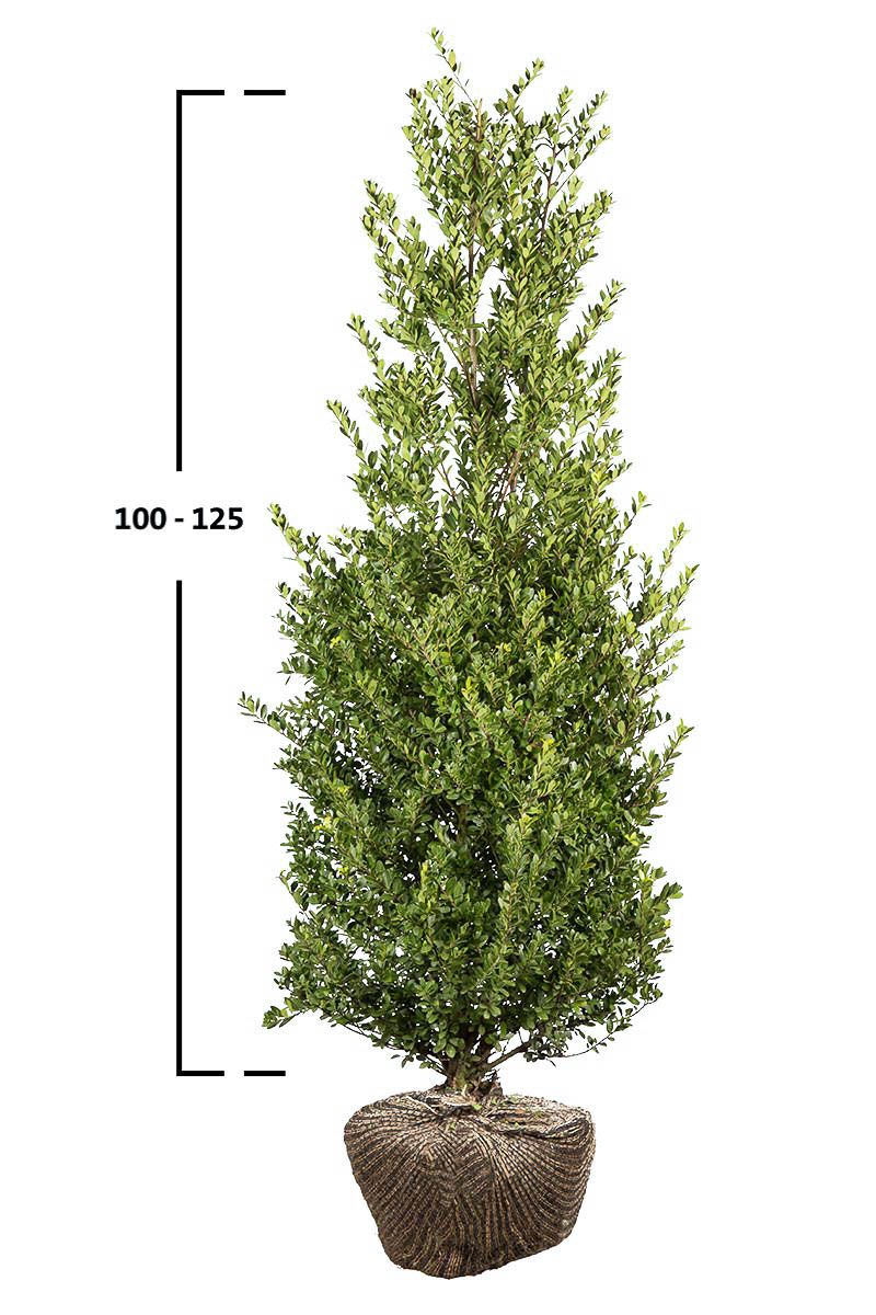 Japanische Stechpalme Dark Green®