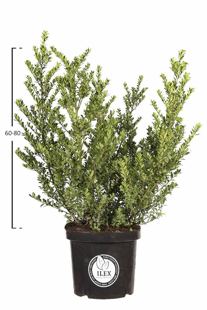 Japanische Stechpalme Dark Green®