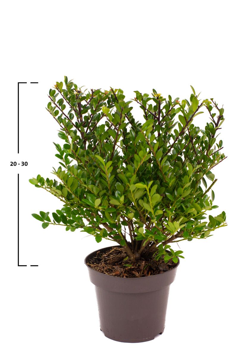 Japanische Stechpalme Dark Green®