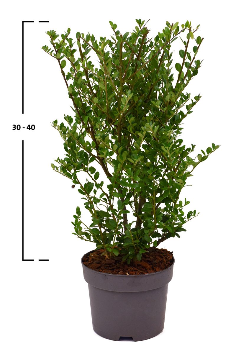 Japanische Stechpalme Dark Green®