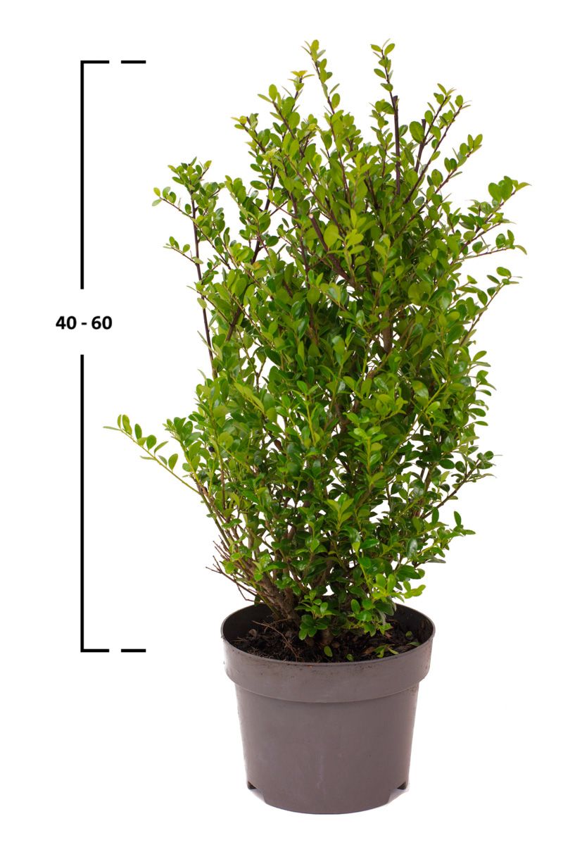 Japanische Stechpalme Dark Green®