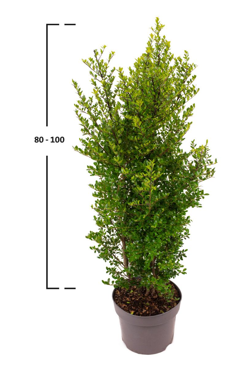 Japanische Stechpalme Dark Green®