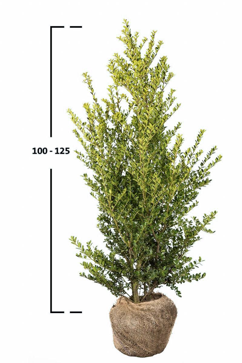 Japanische Stechpalme Green Hedge