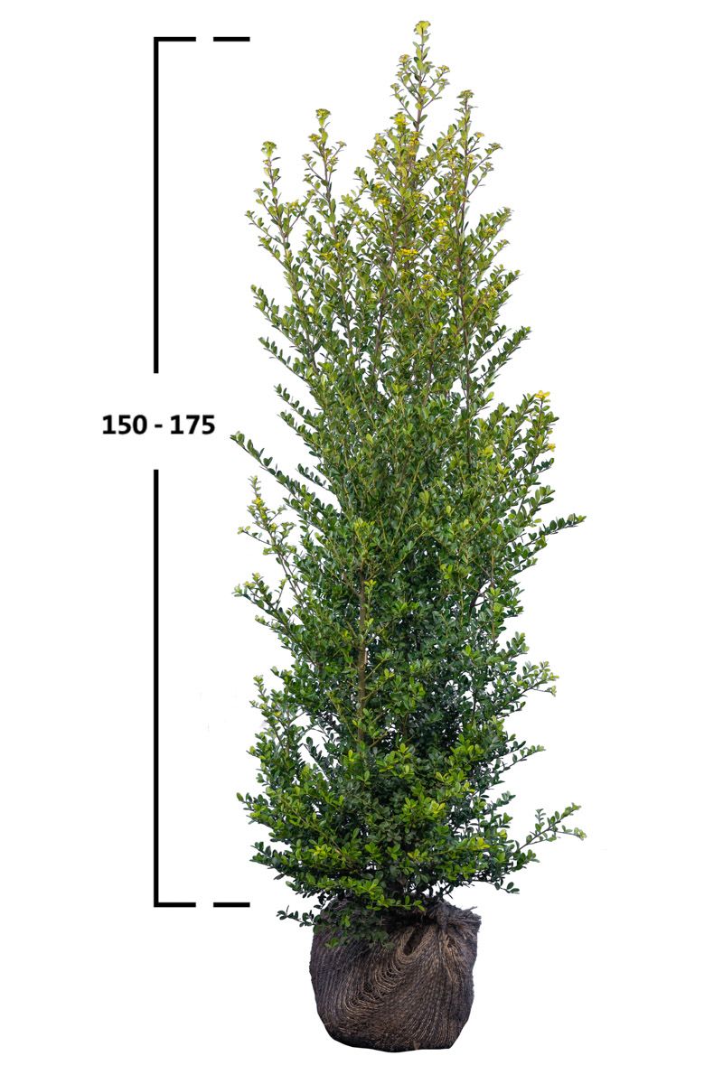 Japanische Stechpalme Green Hedge